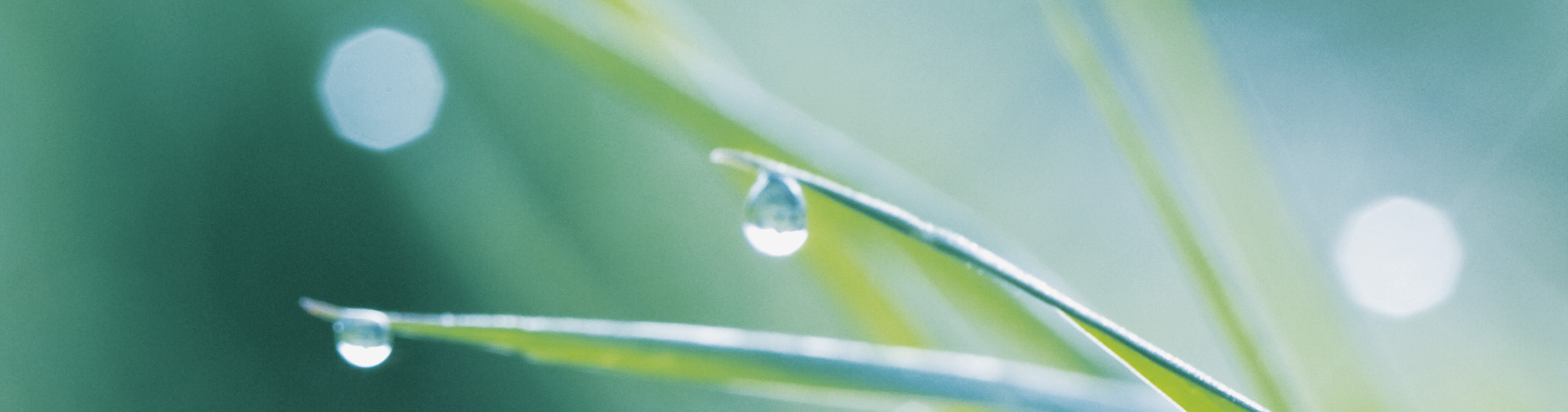 Coloplast - Unternehmenskommunikation Casemotiv Natur Nahaufnahme von Wassertropfen auf Grashalmen